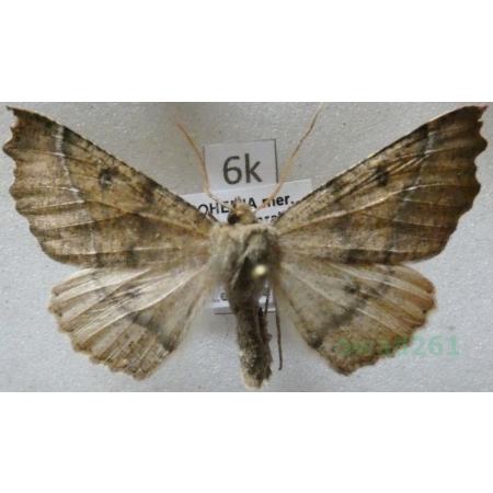 Odontopera bidentata (Clerck, 1759) male Ciośnik dwuzębiak Czech6k